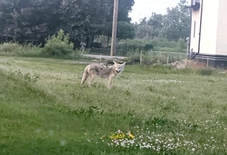 A coyote stands with its mouth open in a grassy field.