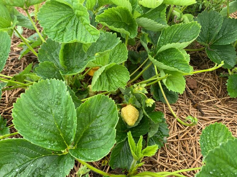 Yellow strawberry in a field.