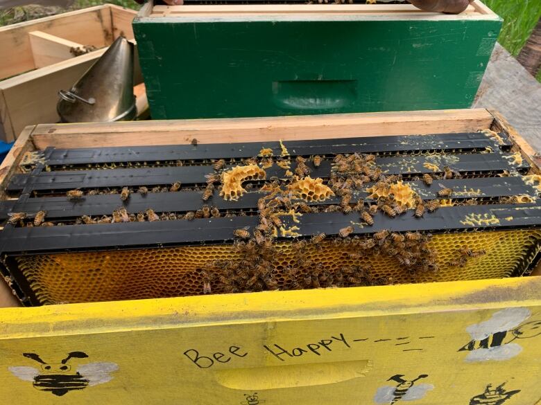 Four frames covered in bees sit in a yellow box. The box has 'Bee Happy' in writing on the front and has four bees drawn on it.