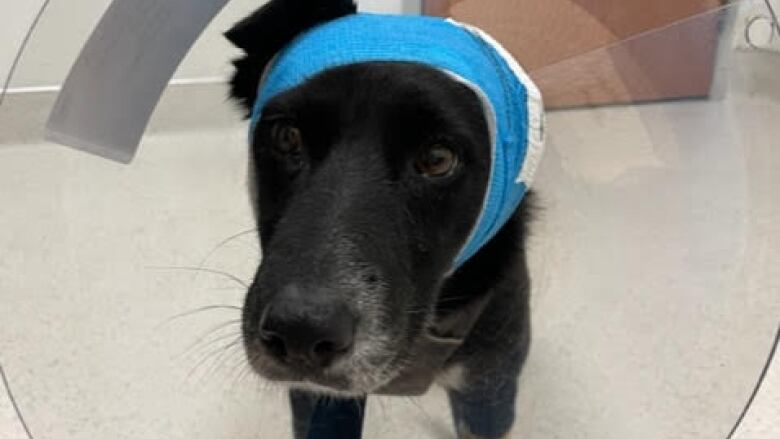 A black dog stands in a hallway with a clear plastic cone around its head, which is wrapped in a blue bandage.