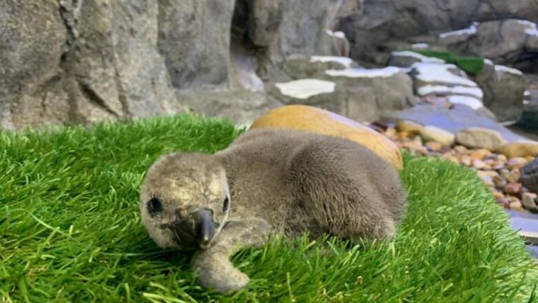 Humboldt penguin chick born June 5 Calgary Zoo