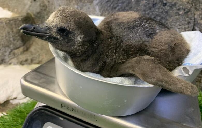 Humboldt penguin chick on weighing scale