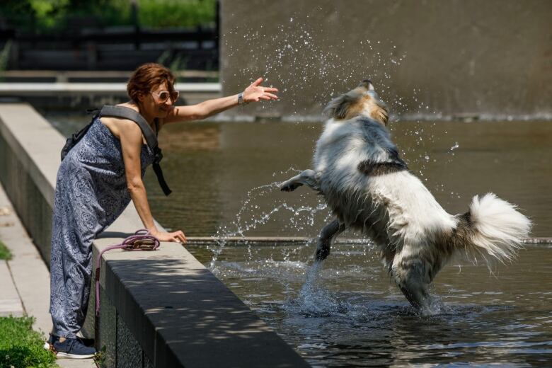 A dog and its owner play in the water at Sherbourne Common in Toronto