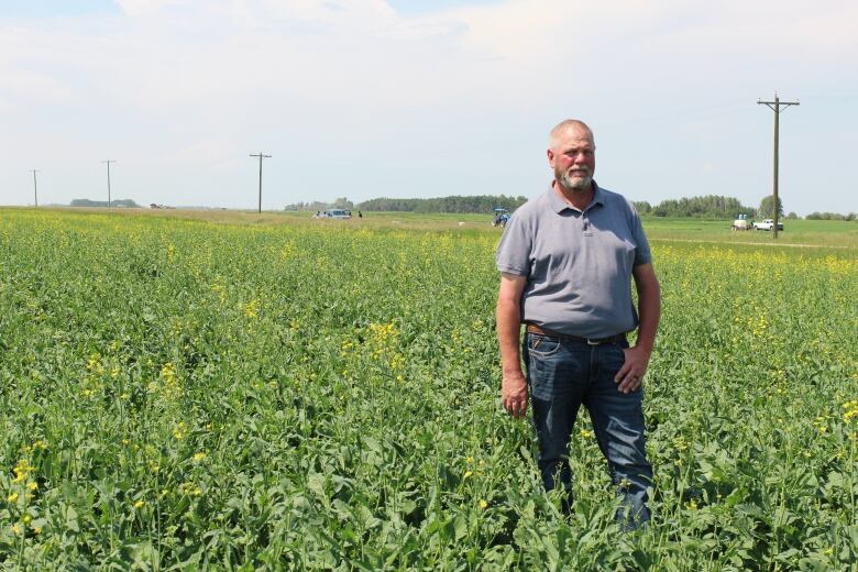 A man wearing jeans and a polo shirt stands in a canola field.