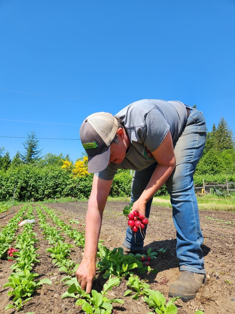 A woman in a cap and jeans is reaching down, picking tunips from a field. 