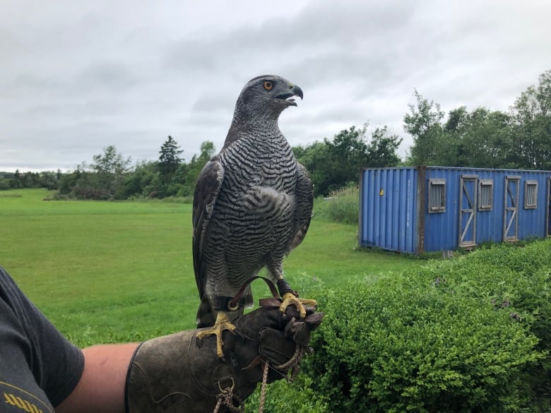 A goshawk sits on a falconer's arm.