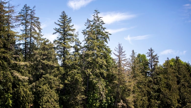 Evergreen trees are pictured against a blue sky.