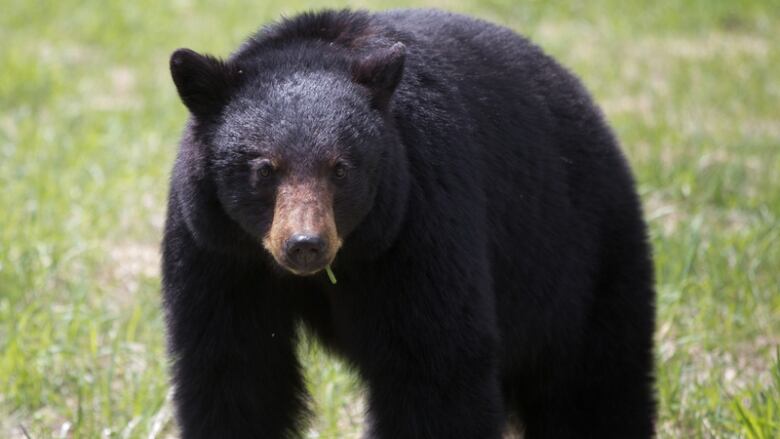 A black bear in a field of grass, it's looking at the camera. 