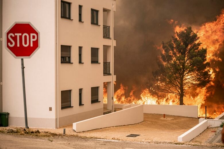 Fire burns a tree near a building.