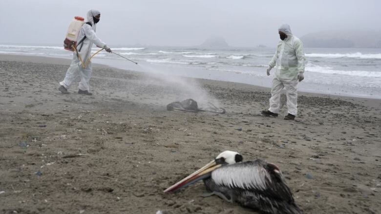 People in white Hazmat suits are spraying down birds on a beach.