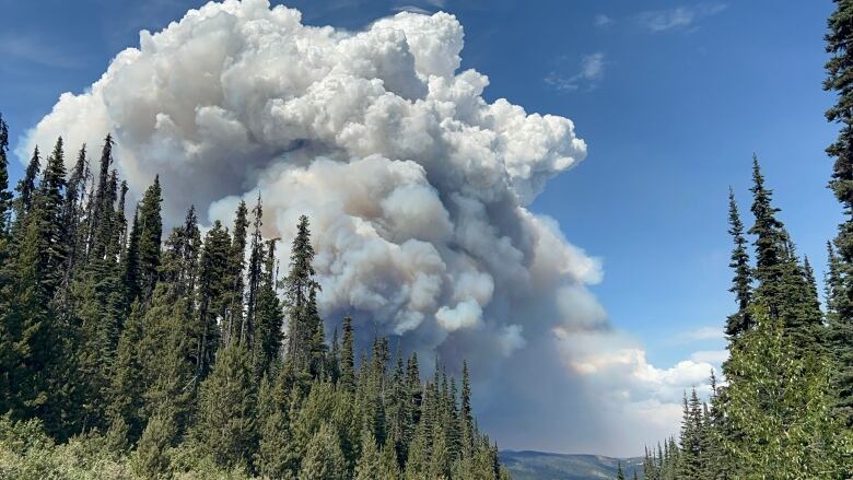 A huge white plume rises over trees.