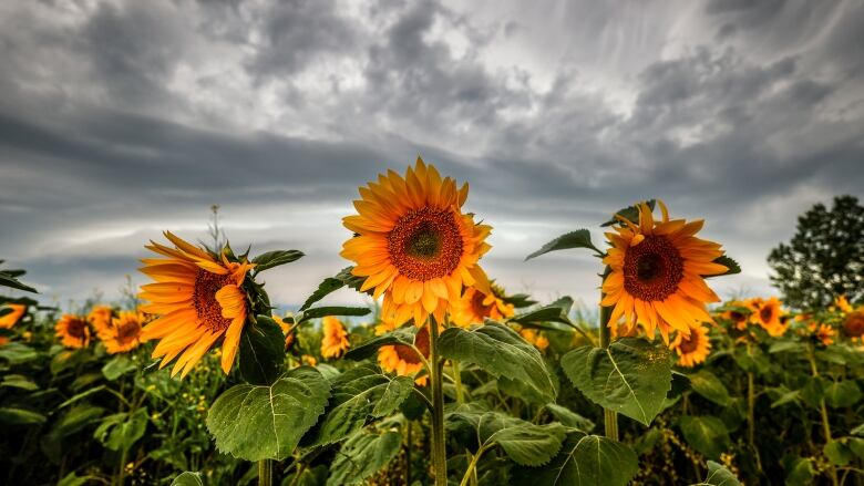 Storm clouds build over a sunflower field in southern Alberta in July of 2022. 