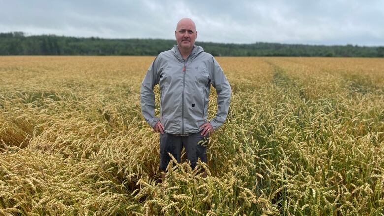 A man stands in a field of winter wheat at the Harrington Research Station. 