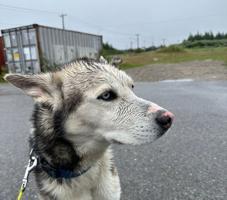 A Husky-like dog on a leash sits on a roadway