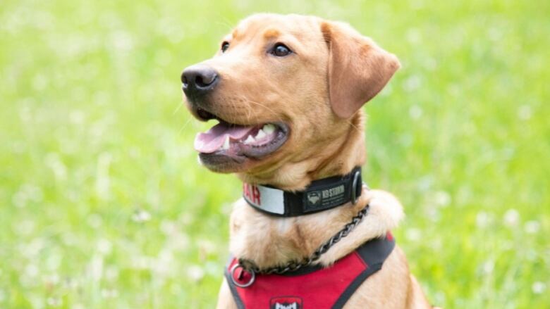 A labrador with a light coat.