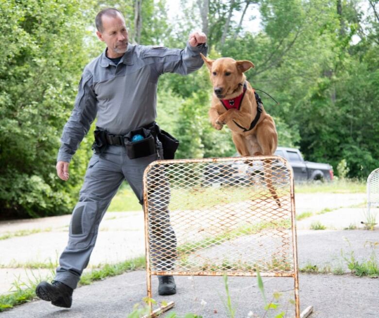 A man next to a dog that's jumping over a barrier.