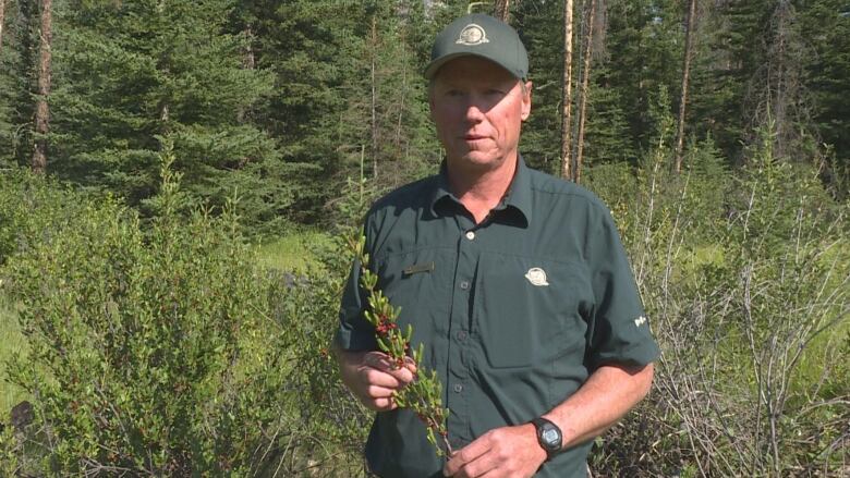 A man in a green Parks Canada uniform holds a branch. 