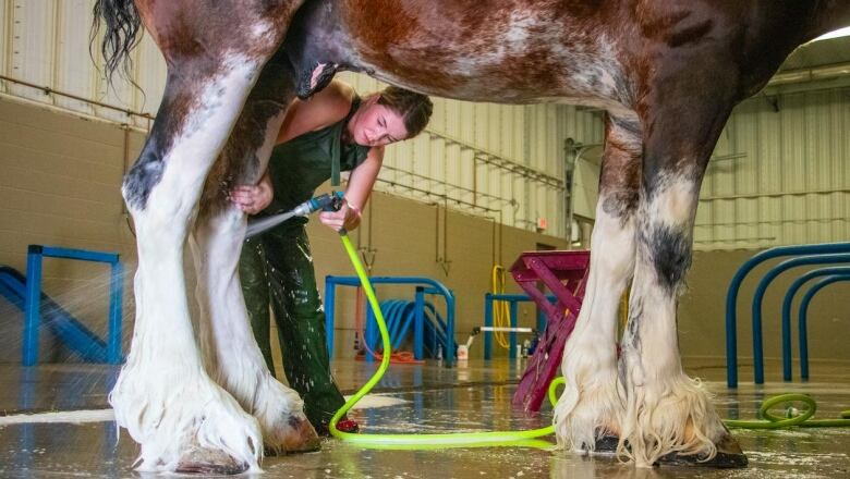 A woman gives a heavy horse a bath.