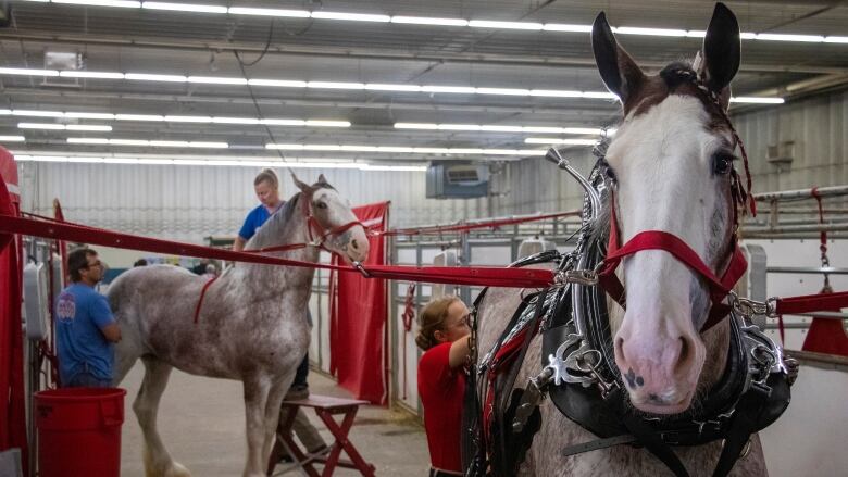 A heavy horse is dressed for the six-horse hitch.