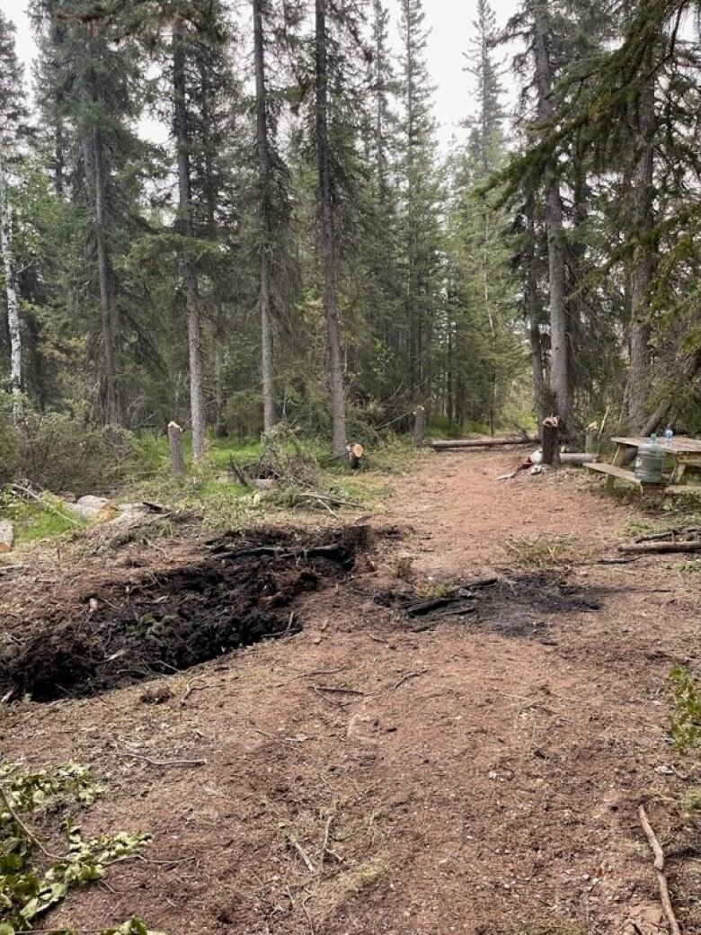 Burned trees, picnic table, dirt.