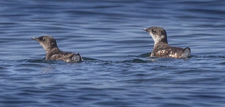 Two small brown seabirds swim on seawater.