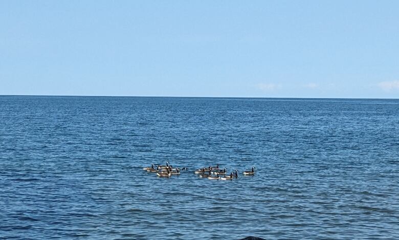 Lake Erie is shown from Pelee Island in the summer of 2023.