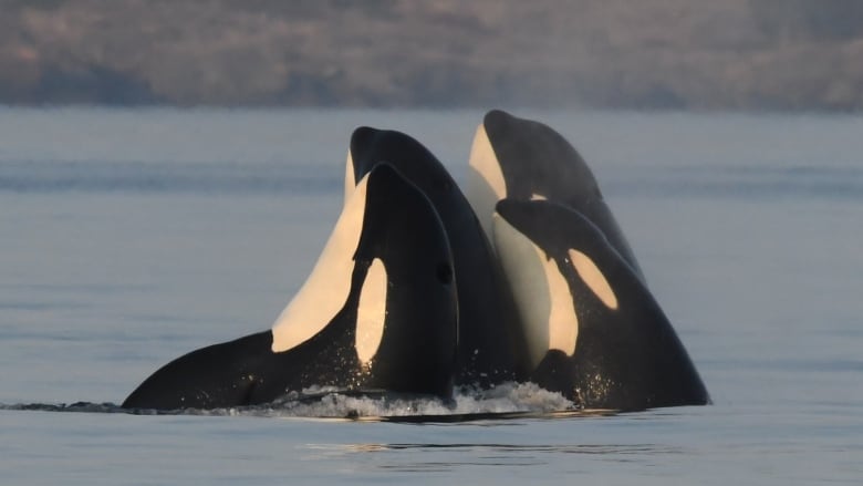 Four orcas in close proximity peek their heads out of the water.