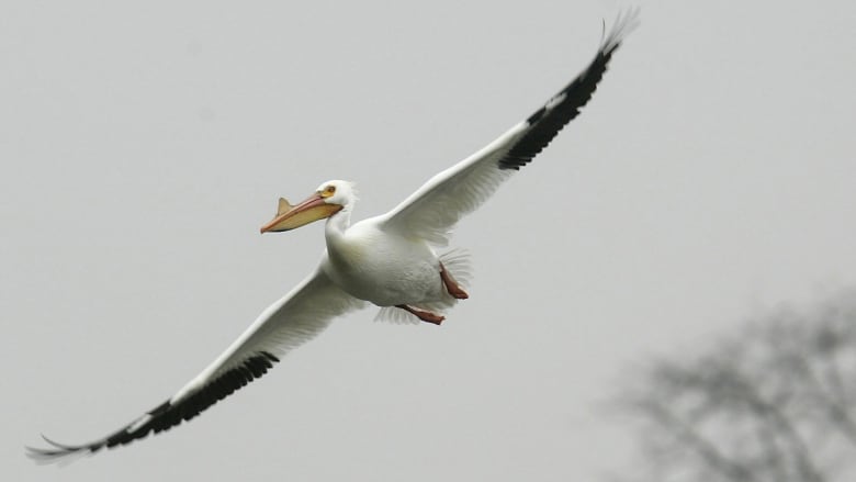 A white pelican, with wings spread, in flight.