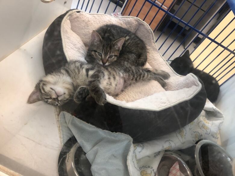 Two kittens cuddle in a cat bed in an enclosure at a humane society shelter