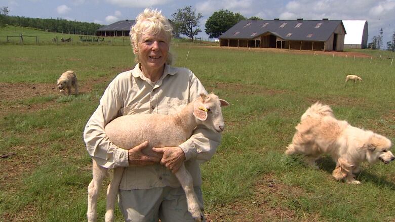 A woman holds a young white lamb. Two large dogs walk in the background of a green field. 