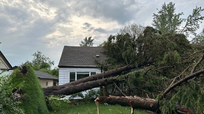 A tree down with a massive chunk of ground