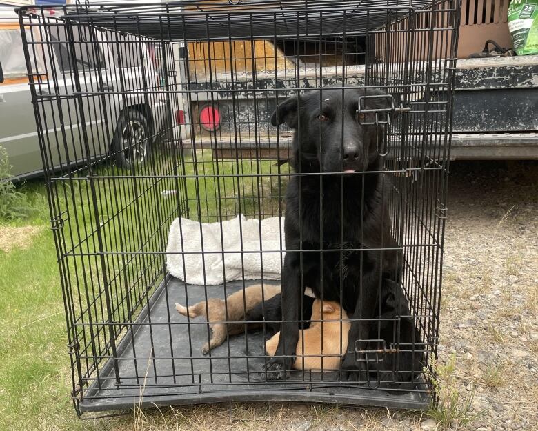 A dog with pups sits in a cage.