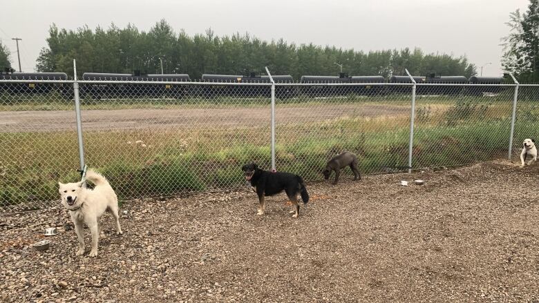 Some dogs stand around, tied up by a fence in a rural area.