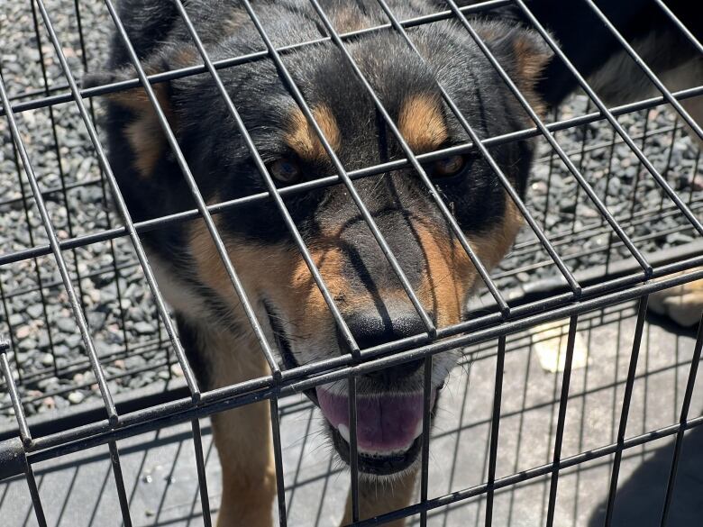 A black and brown dog looks out from a cage.