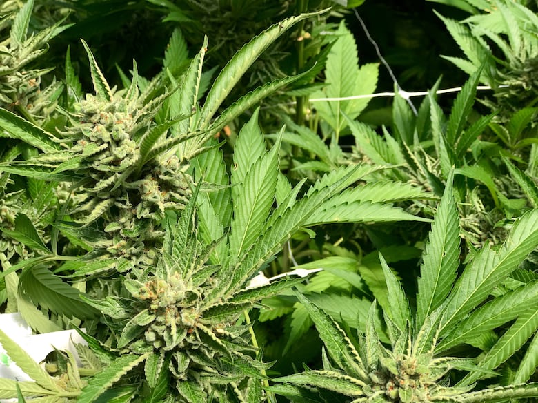 A closeup of leafy green cannabis plants showing bud.