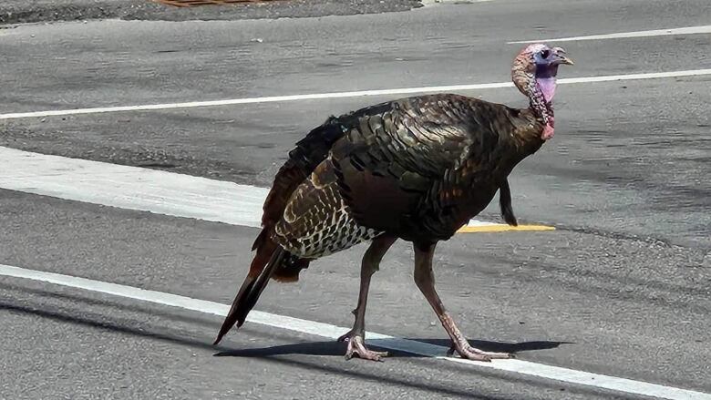 turkey walking on road without a care in the world