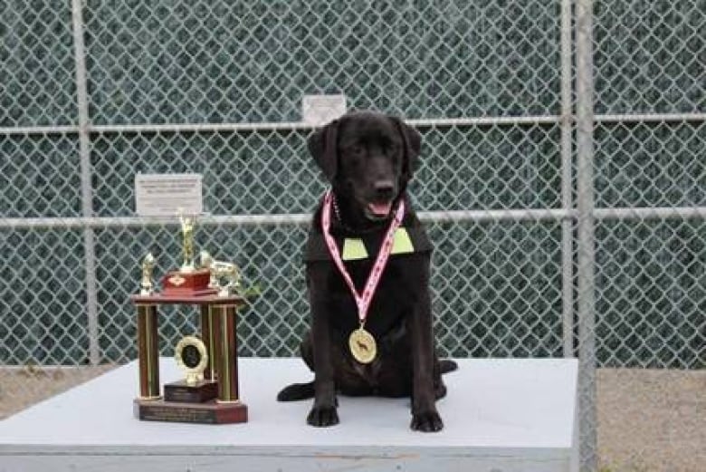 Danielle Getzie's dog Nova winning a Canadian Police Canine Association award.