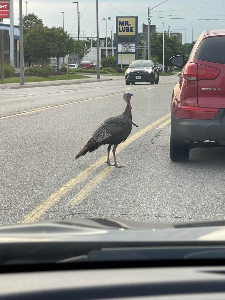 turkey on the road