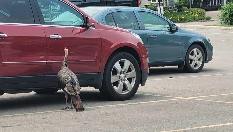 turkey face off with car