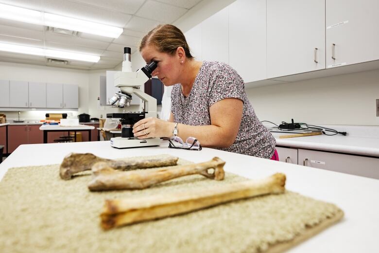 A scientist is pictured in a lab looking in a microscope placed on a table near three pieces of bone which are from animals.