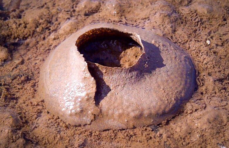 Moon snail sand collar on red sand beach