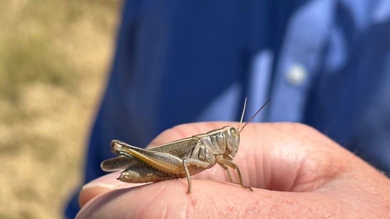 A yellow grasshopper is shown on a hand.