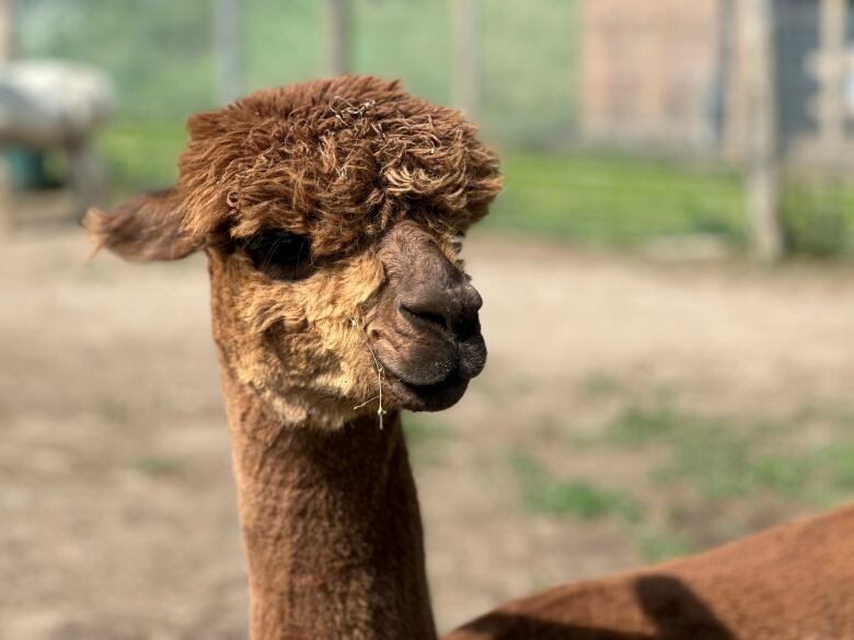 A common strategy among alpaca farmers is giving certain alpacas different haircuts, for purposes of identification, and style.