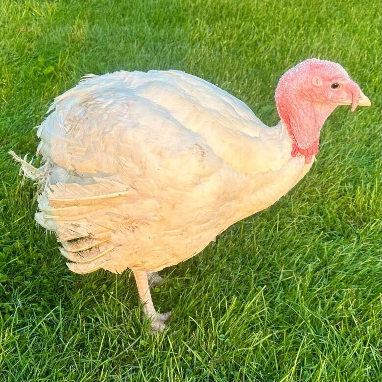 A white turkey with a red head standing on green grass. 