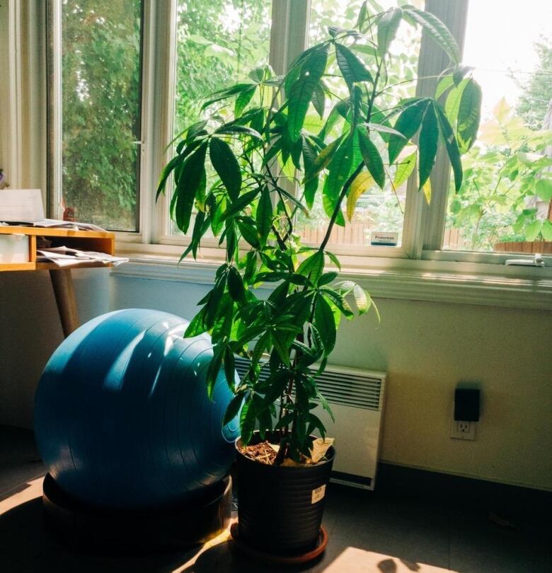 A houseplant and an exercise ball.