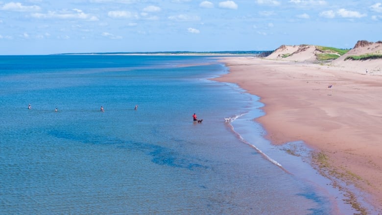 A wide shot of Tracadie Beach show dunes on the right and people in the water to the left.