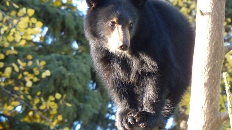 A black bear cub in a tree.