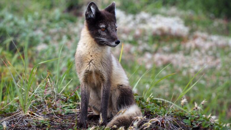 A beige and black Arctic fox sits atop a hillock of green vegetation on the tundra in northern Manitoba in the summer.