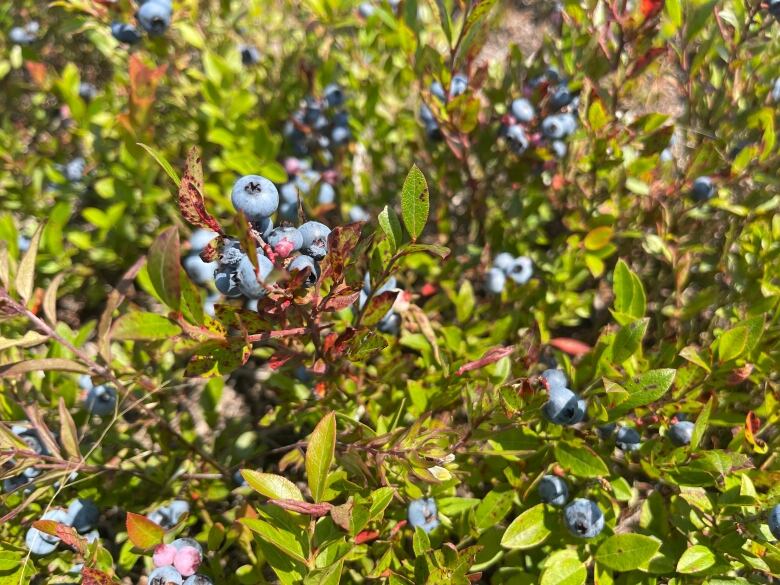 Closeup of blueberries in a field.