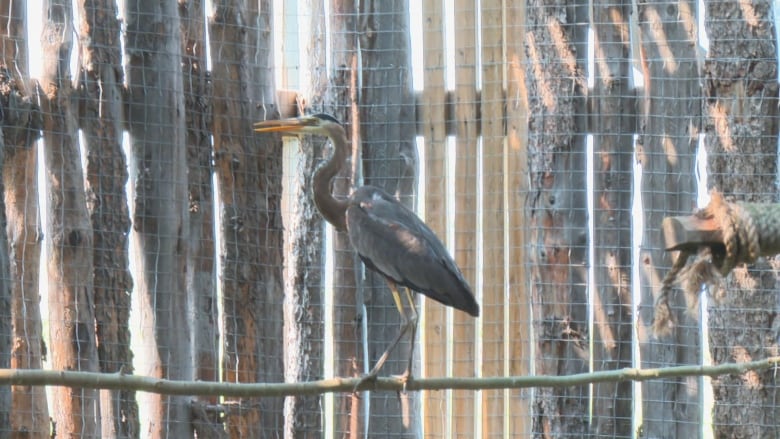 A heron sits on a branch inside the Calgary Wildlife Rehabilitation Society's flight pen on Aug. 8, 2023.  